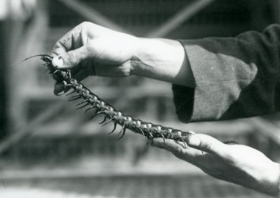En målvakt som håller en jätte hundrafoting i sina händer, London Zoo, 1927 av Frederick William Bond
