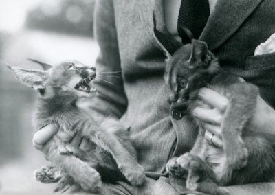 En djurhållare som håller ett par Caracal-kattungar i sitt knä, London Zoo, 1924 av Frederick William Bond