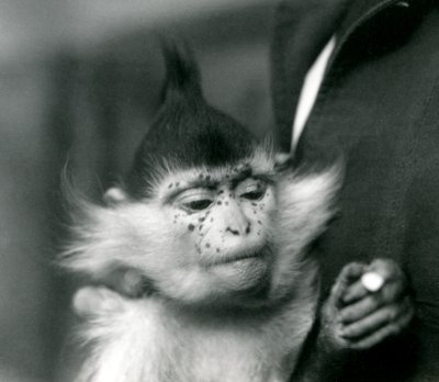 En målvakt håller fräknar, en Black Crested eller Congo Mangabey, London Zoo, 1924 av Frederick William Bond