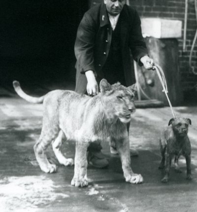 En djurhållare som tar en hund och ett ungt lejon på en promenad, London Zoo, augusti 1925 (s/v foto) av Frederick William Bond