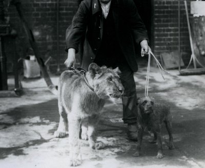 En djurhållare som tar en irländsk terrier och ett ungt lejon på en promenad på ledar, London Zoo, september 1925 av Frederick William Bond