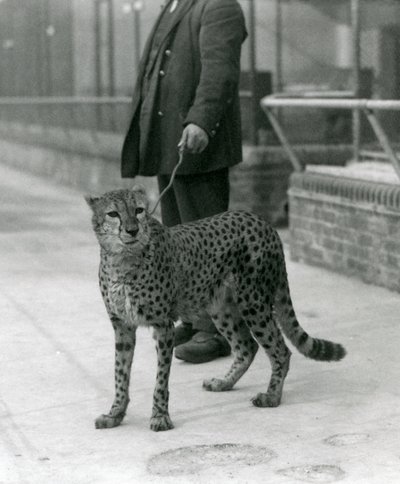 En målvakt med en gepard i ledning, London Zoo av Frederick William Bond