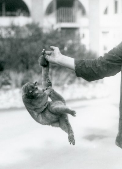 En kinkajou upphängd från ett målvaktsfinger i sin gripsvans, London Zoo, september 1925 av Frederick William Bond