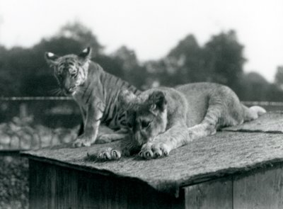 En lejon- och en tigerunge sitter tillsammans på taket av sin håla, London Zoo, september 1925 (s/v foto) av Frederick William Bond