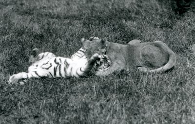 En lejon- och tigerunge brottas på gräset, London Zoo, september 1925 (s/v foto) av Frederick William Bond