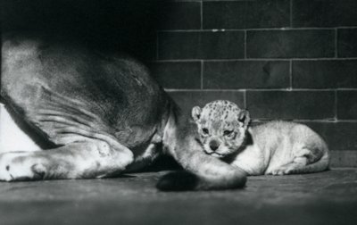 En lejonunge lägger sig bakom sin mammas svans, London Zoo, oktober 1925 av Frederick William Bond