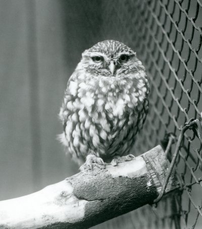 En liten uggla som sitter på en gren bredvid trådnätet i dess inhägnad, London Zoo, november 1925 av Frederick William Bond
