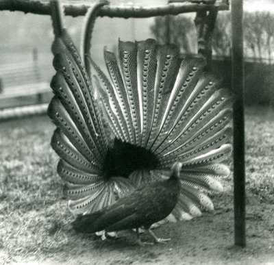 En manlig Argus PheasantGreat Argus frieriuppvisning, med en kvinna stående bredvid honom, London Zoo, januari 1926 av Frederick William Bond
