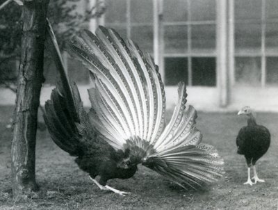 En Argus-fasan hane, eller Great Argus, visar sina ving- och stjärtfjädrar, medan en hona står framför honom, London Zoo, januari 1926 av Frederick William Bond