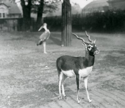 En svartbock eller indisk antilop hane som står i en hage på London Zoo, oktober 1926 (s/v foto) av Frederick William Bond