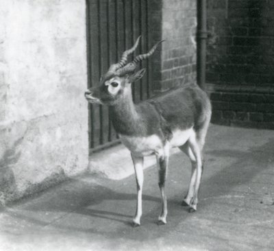 En Blackbuck hane som står i sitt inhägnad på London Zoo i juni 1925 av Frederick William Bond