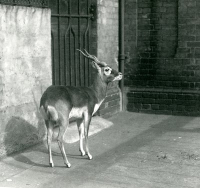 En Blackbuck hane som står i sitt inhägnad på London Zoo i juni 1925 av Frederick William Bond