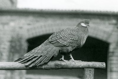 En grå påfågelfasan hane som står på sin abborre på London Zoo 1931 (s/v foto) av Frederick William Bond