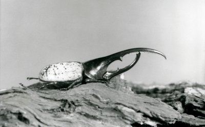 En Hercules Beetle hane vilar på bark på London Zoo av Frederick William Bond
