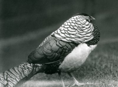 En manlig Lady Amhersts fasan, stående på gräs, London Zoo av Frederick William Bond