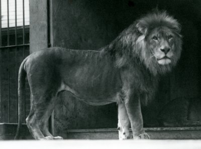 Ett lejonhane på London Zoo, juni 1924 av Frederick William Bond