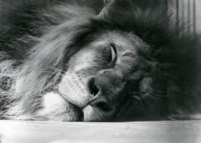 En lejonhane som sov i sitt inhägnad på London Zoo 1924 av Frederick William Bond