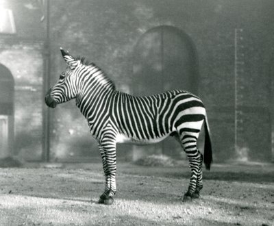 En manlig Mountain Zebra x Hartmanns Mountain Zebra som står i sin hage på London Zoo i september 1927 av Frederick William Bond