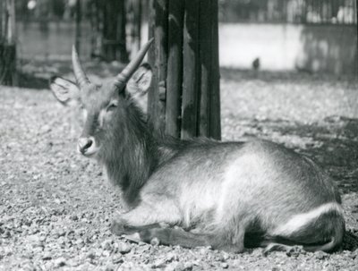 En vattenbock hane, Kobus ellipsiprymnus, sitter i sitt inhägnad på London Zoo, 1920-talet av Frederick William Bond
