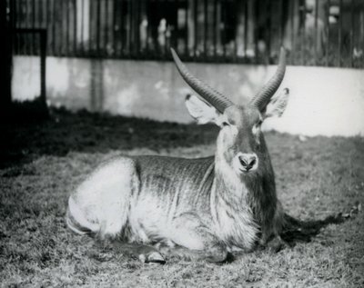 En vattenbock hane liggande på gräset i sin hage på London Zoo 1928 (s/v foto) av Frederick William Bond