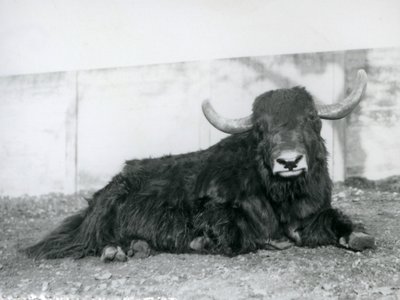En jakhane som ligger i sitt inhägnad på London Zoo 1928 (s/v foto) av Frederick William Bond