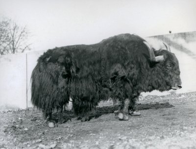 En manlig jak som står i sin hage på London Zoo 1928 (s/v foto) av Frederick William Bond