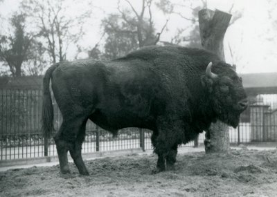 En manlig europeisk bison som står på gräset i sin hage. London Zoo, oktober 1927. De sårbara europeiska bisonerna är också kända som Wisent, eller European Wood Bison. av Frederick William Bond