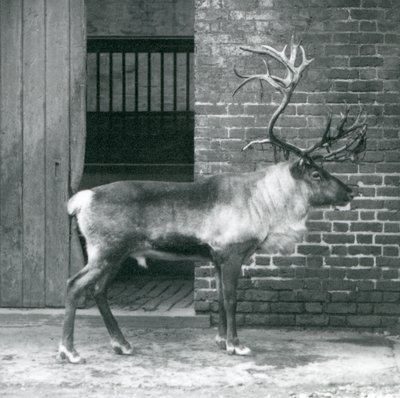 En mogen renhjort som står i sin hage på London Zoo 1925 av Frederick William Bond