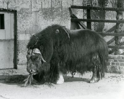 En mogen tjur Muskox, även stavat myskoxe och myskoxe stående, äter i sin hage på London Zoo 1931 (s/v foto) av Frederick William Bond