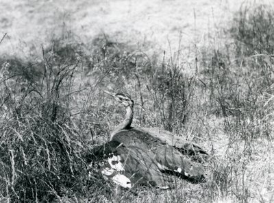 En närapå hotad arabbustard breder ut sina vingar, nära marken, bland en fläck med långt gräs, London Zoo, juli 1925 av Frederick William Bond