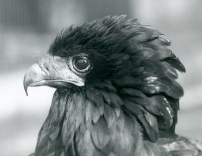 En nästan hotad Bateleur Eagle på London Zoo 1927 av Frederick William Bond