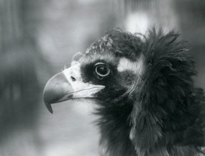 En nästan hotad gam på London Zoo, 1927 av Frederick William Bond