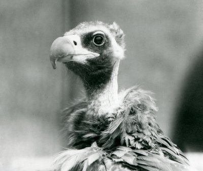 En nästan hotad gam vid London Zoo, juli 1926 av Frederick William Bond