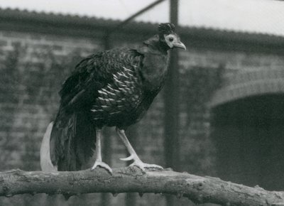 En nära hotad Viellots fireback, eller Crested fireback, stående på en gren, London Zoo, 1927 av Frederick William Bond