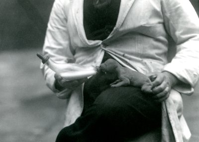En nyfödd lejonunge som matas på flaska av sin djurhållare, London Zoo, 1923 av Frederick William Bond