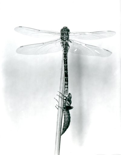 En nyuppkommen guldringad trollslända torkar sina vingar medan den vilar på en vass ovanför dess tomma larvskal, eller exuvia, London Zoo, 1925 av Frederick William Bond