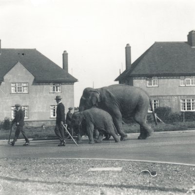 Ett par indiska elefanter som går från Tilbury till ZSL Whipsnade av Frederick William Bond