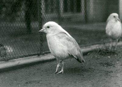 Ett par Kagus, eller Cagous, som står på golvet i deras inhägnad på London Zoo, 1927 av Frederick William Bond