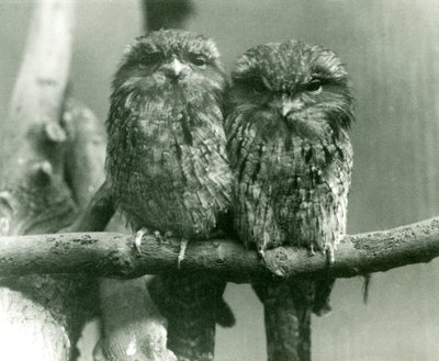 Ett par Tawny Frogmouths sitter på en gren på London Zoo 1924 av Frederick William Bond