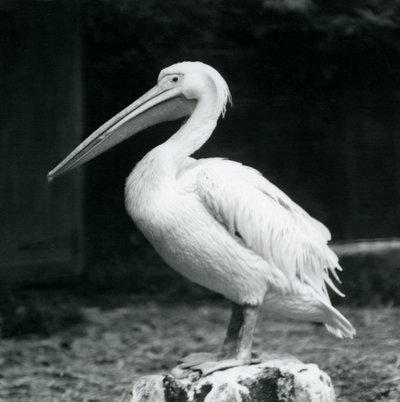 En pelikan som står på en stubbe på London Zoo i september 1925 av Frederick William Bond