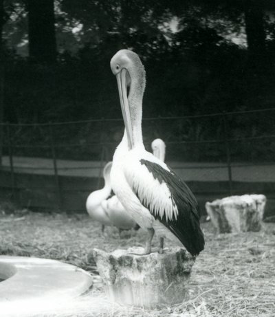 En pelikan som står på en stubbe och putsar nacken på London Zoo i september 1925 av Frederick William Bond