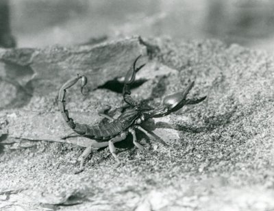 En skorpion på London Zoo 1929 (s/v foto) av Frederick William Bond