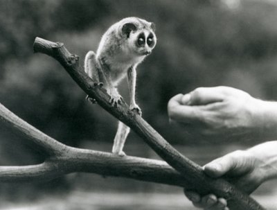 En smal loris som står på en gren som hålls av en djurhållare, London Zoo, augusti 1926 av Frederick William Bond