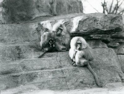 En liten grupp på tre vuxna och en baby Heliga Babianer, bland klipporna på "Monkey Hill", London Zoo av Frederick William Bond