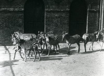 En liten flock Chapmans Zebra på London Zoo 1924 av Frederick William Bond