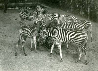 A small herd of Chapmans Zebra, including young, London Zoo in 1923  av Frederick William Bond