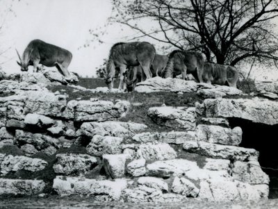 En liten flock eland som betar bland klipporna i ElandAntelope Paddock vid London Zoo i juni 1925 av Frederick William Bond