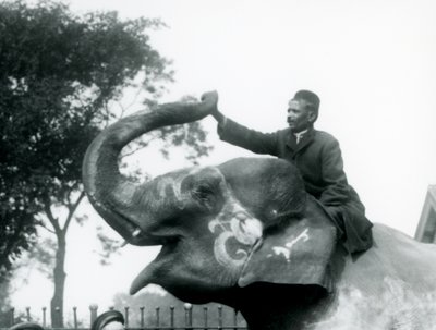 En tränare som sitter på halsen på en dekorerad indisk elefant medan han sträcker sig framåt för att hålla änden av dess uppåtvända snabel, London Zoo, 1927 av Frederick William Bond