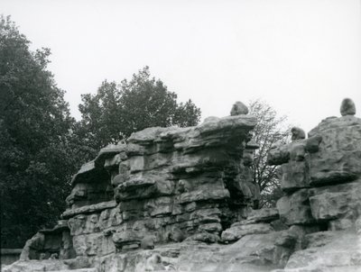 En trupp heliga babianer bland klipporna på "Monkey Hill", London Zoo av Frederick William Bond