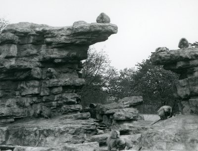 En trupp heliga babianer bland klipporna på "Monkey Hill", London Zoo av Frederick William Bond